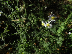 Symphyotrichum × versicolor