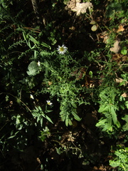 Symphyotrichum × versicolor