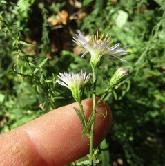 Symphyotrichum × versicolor
