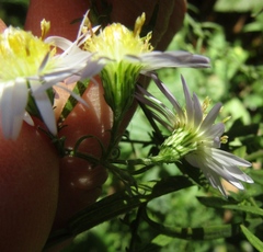 Symphyotrichum × versicolor