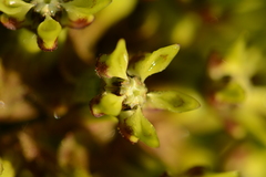 Asclepias macropus