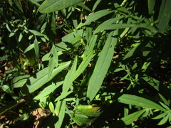 Symphyotrichum × versicolor