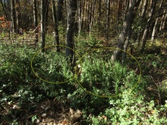 Symphyotrichum × versicolor