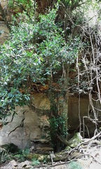 Ficus coronata