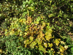 Vitis vinifera