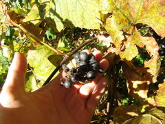 Vitis vinifera