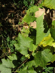 Vitis vinifera