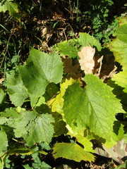 Vitis vinifera
