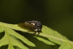 Acanthuchus trispinifer