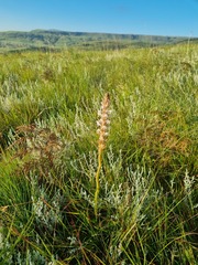 Satyrium longicauda longicauda