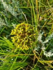 Asclepias macropus