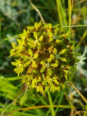 Asclepias macropus