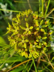 Asclepias macropus