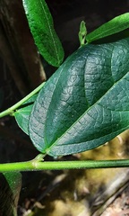 Ficus coronata
