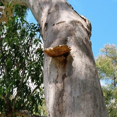 Laetiporus portentosus