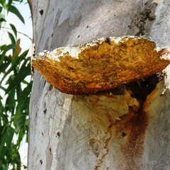 Laetiporus portentosus