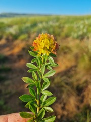 Leobordea procumbens