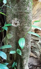 Ficus coronata