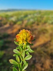 Leobordea procumbens