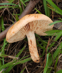 Tricholoma eucalypticum