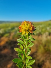Leobordea procumbens