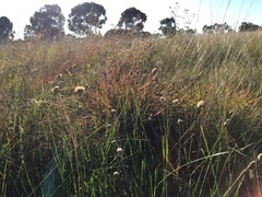 Podolepis linearifolia