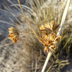 Juncus cooperi