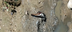 Graphium