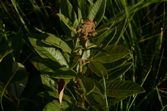 Searsia discolor