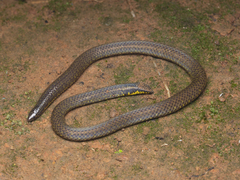 Uropeltis