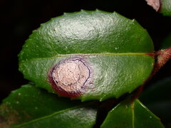 Phyllosticta vaccinii