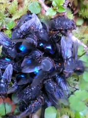 Calliphora quadrimaculata