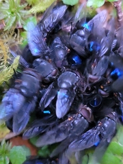 Calliphora quadrimaculata