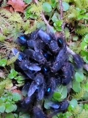 Calliphora quadrimaculata