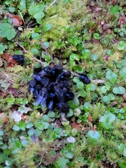 Calliphora quadrimaculata