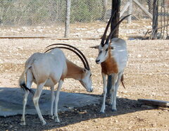 Oryx dammah