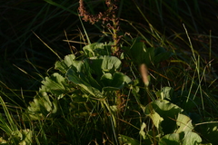 Gunnera perpensa