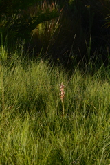 Satyrium longicauda longicauda
