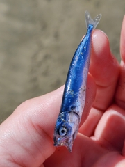 Scomber australasicus