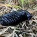 Black Slug - Photo (c) kateahmad, some rights reserved (CC BY-NC)