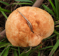 Tricholoma eucalypticum
