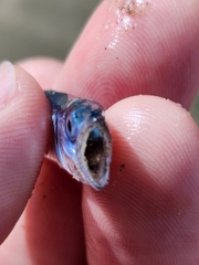 Scomber australasicus