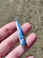 Scomber australasicus