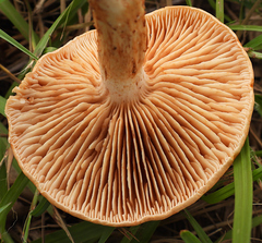 Tricholoma eucalypticum