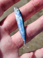 Scomber australasicus