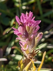 Castilleja lemmonii