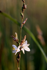Chlorophytum fasciculatum