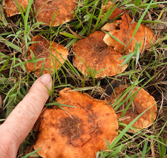 Tricholoma eucalypticum