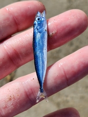 Scomber australasicus