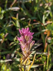 Castilleja lemmonii